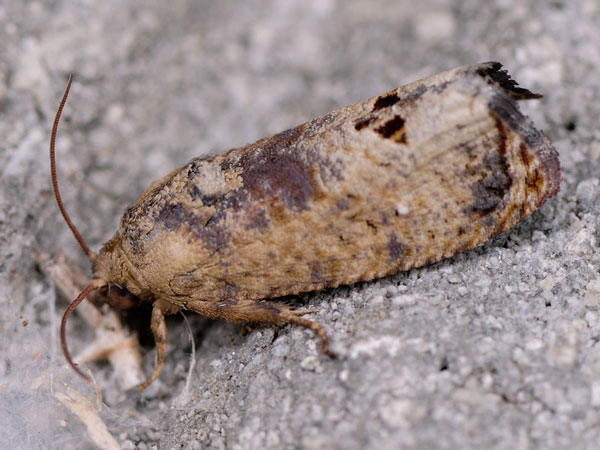 /filer/webapps/moths/media/images/P/peltastica_Cryptophlebia_A_Mazzei.jpg