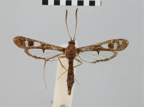 /filer/webapps/moths/media/images/P/peltata_Synanthedon_HT_BMNH.jpg