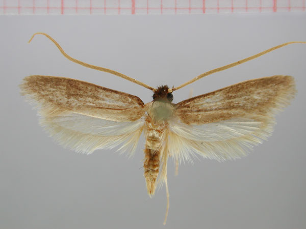 /filer/webapps/moths/media/images/P/peltiger_Perissomastix_HT_NMNW.jpg