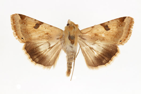 /filer/webapps/moths/media/images/P/peltigera_Heliothis_AF_RMCA.jpg