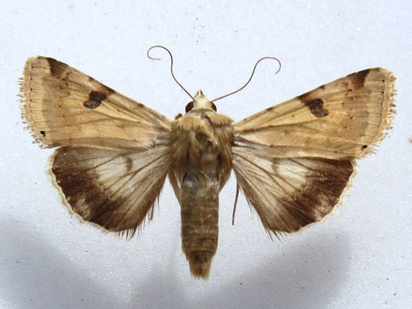 /filer/webapps/moths/media/images/P/peltigera_Heliothis_A_Goff.jpg