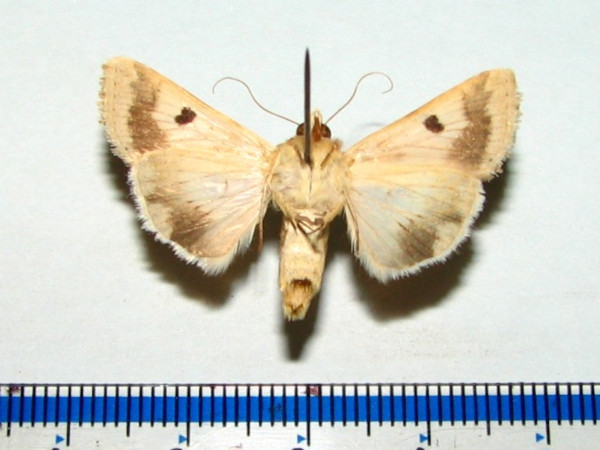 /filer/webapps/moths/media/images/P/peltigera_Heliothis_A_Goffb_01.jpg