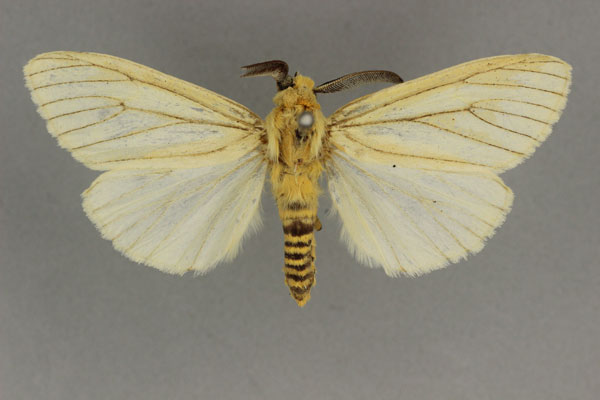 /filer/webapps/moths/media/images/P/pembertoni_Estigmene_ST_BMNH.jpg