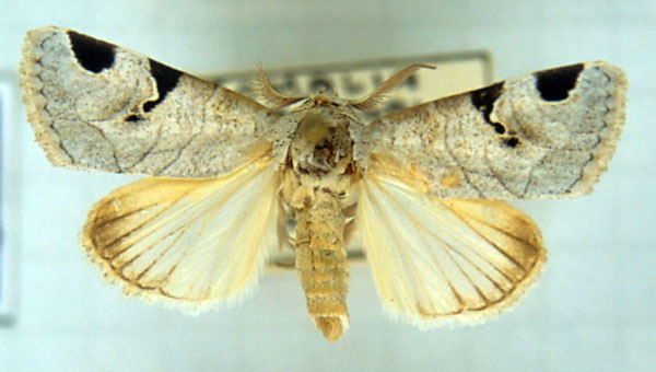 /filer/webapps/moths/media/images/P/pencoae_Brevipecten_HT_MSNM.jpg