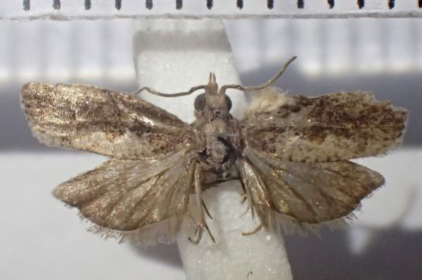 /filer/webapps/moths/media/images/P/penechra_Strepsicrates_AM_Bippus.jpg