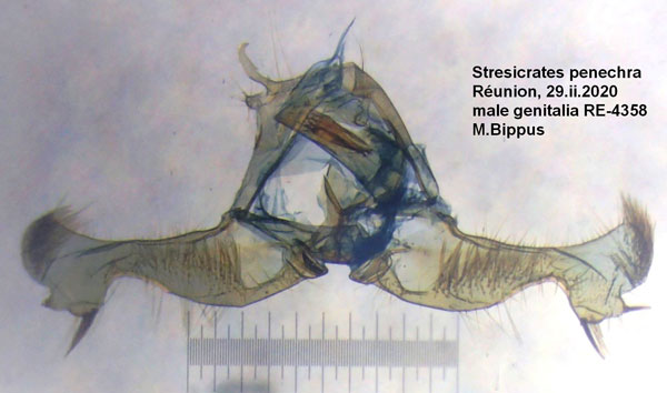 /filer/webapps/moths/media/images/P/penechra_Strepsicrates_GM_Bippus.jpg
