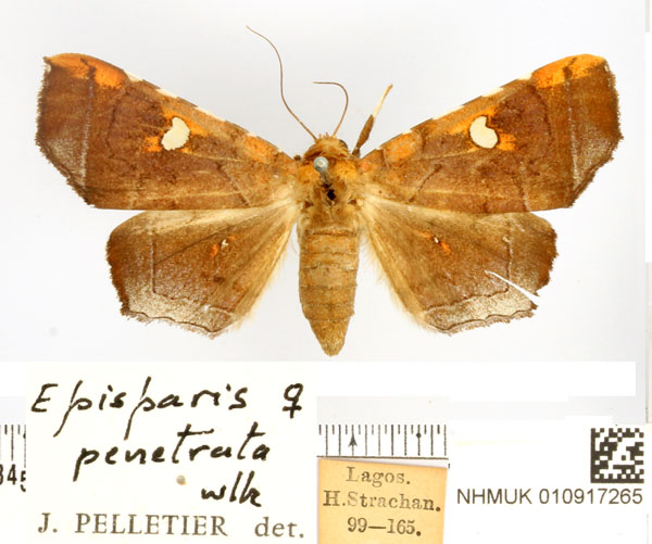 /filer/webapps/moths/media/images/P/penetrata_Episparis_AF_BMNH.jpg