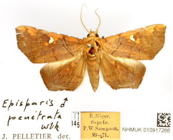/filer/webapps/moths/media/images/P/penetrata_Episparis_AM_BMNH.jpg