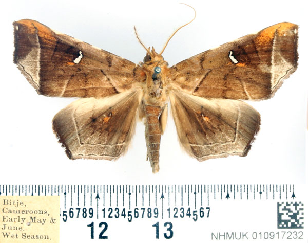 /filer/webapps/moths/media/images/P/penetrata_Episparis_AM_BMNH_01.jpg
