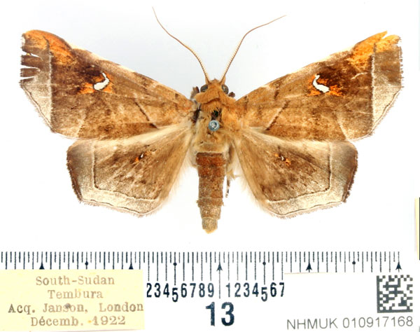 /filer/webapps/moths/media/images/P/penetrata_Episparis_AM_BMNH_02.jpg
