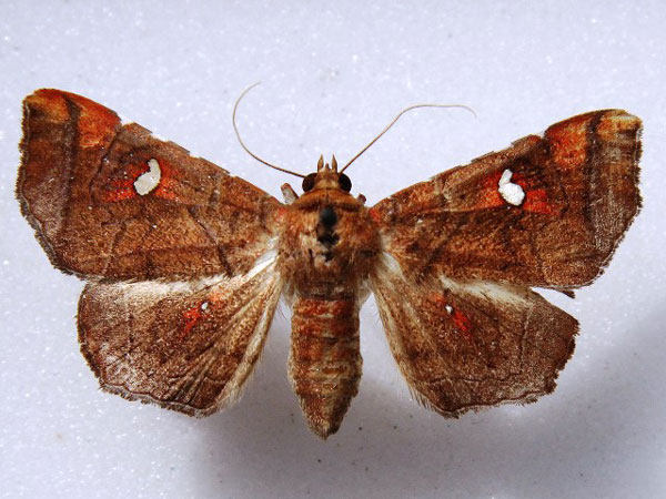 /filer/webapps/moths/media/images/P/penetrata_Episparis_A_Goff_01.jpg