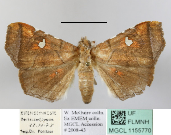 /filer/webapps/moths/media/images/P/penetrata_Episparis_A_MGCLa_01.JPG