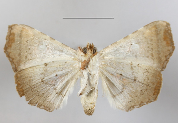 /filer/webapps/moths/media/images/P/penetrata_Episparis_A_MGCLb_01.JPG