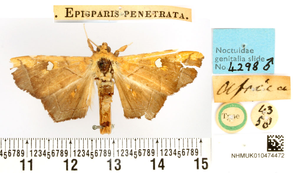/filer/webapps/moths/media/images/P/penetrata_Episparis_HT_BMNH.jpg