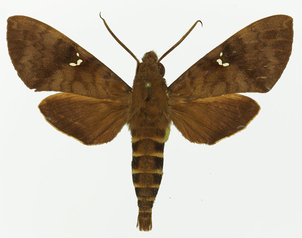 /filer/webapps/moths/media/images/P/peneus_Nephele_AM_Basquin_02a.jpg
