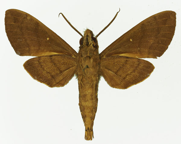 /filer/webapps/moths/media/images/P/peneus_Nephele_AM_Basquin_02b.jpg