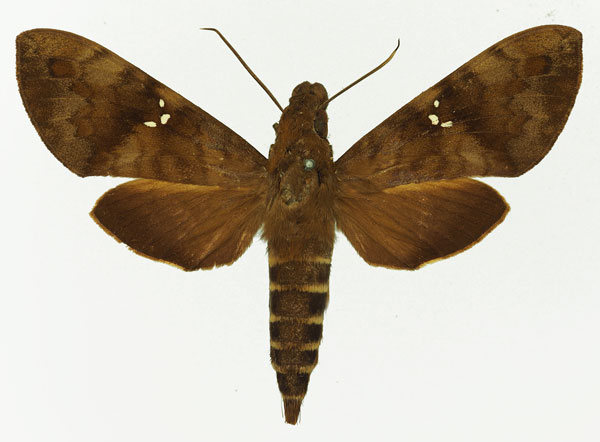 /filer/webapps/moths/media/images/P/peneus_Nephele_AM_Basquin_03.jpg