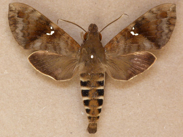 /filer/webapps/moths/media/images/P/peneus_Nephele_A_Butler.jpg