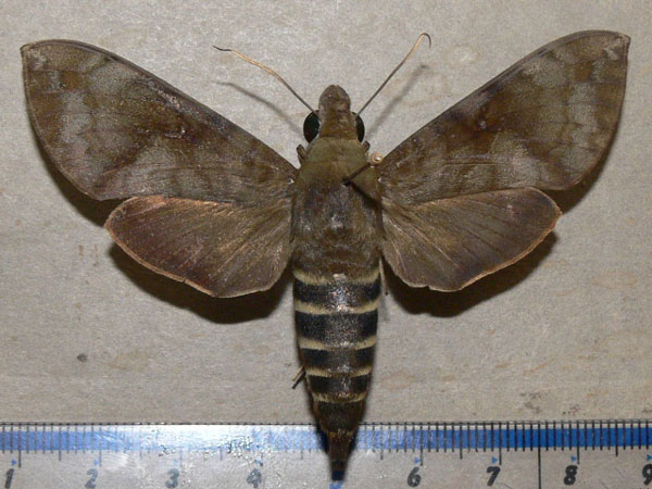 /filer/webapps/moths/media/images/P/peneus_Nephele_A_Goff_01.jpg
