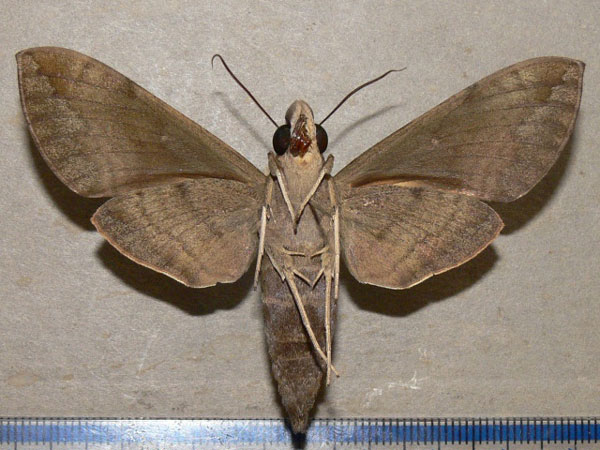/filer/webapps/moths/media/images/P/peneus_Nephele_A_Goff_02.jpg