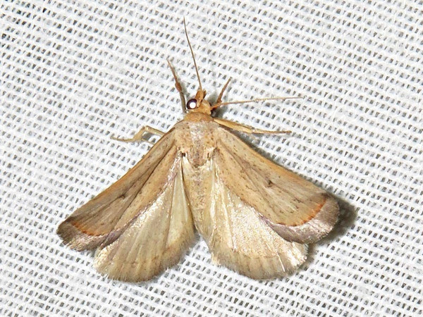 /filer/webapps/moths/media/images/P/penicillata_Eublemma_A_Braun.jpeg
