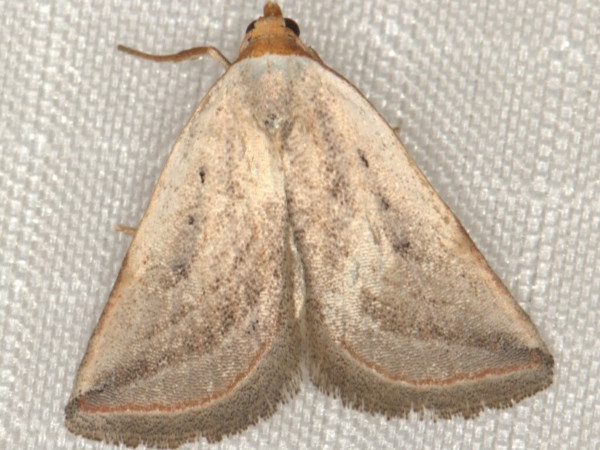 /filer/webapps/moths/media/images/P/penicillata_Eublemma_A_Heyns.jpeg
