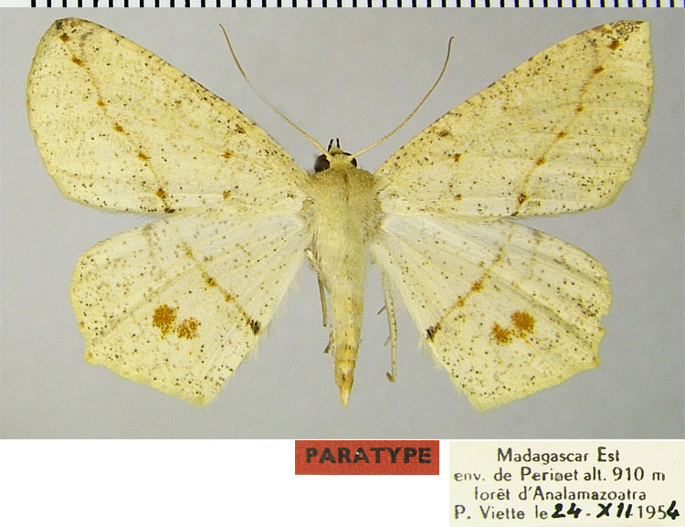 /filer/webapps/moths/media/images/P/penicillata_Psilocerea_PTF_ZSM.jpg