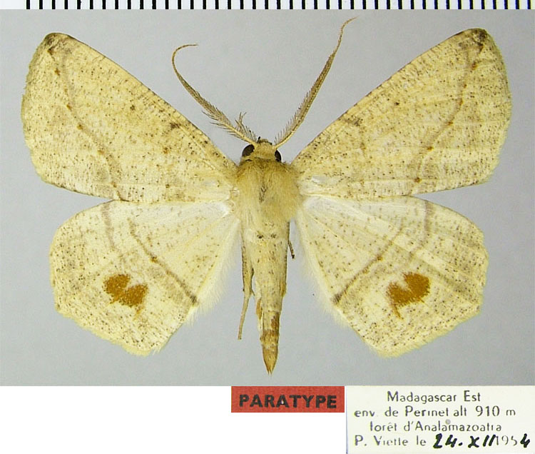 /filer/webapps/moths/media/images/P/penicillata_Psilocerea_PTM_ZSMa.jpg