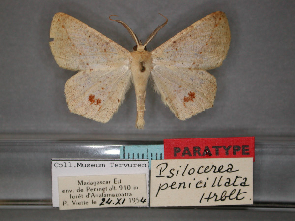 /filer/webapps/moths/media/images/P/penicillata_Psilocerea_PT_RMCA_01.jpg