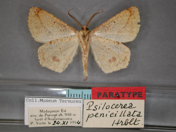 /filer/webapps/moths/media/images/P/penicillata_Psilocerea_PT_RMCA_02.jpg