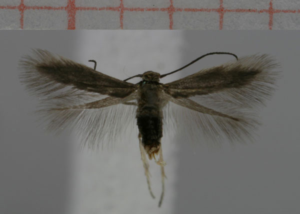 /filer/webapps/moths/media/images/P/peninsulae_Phyllobrostis_HT_TMSA.jpg