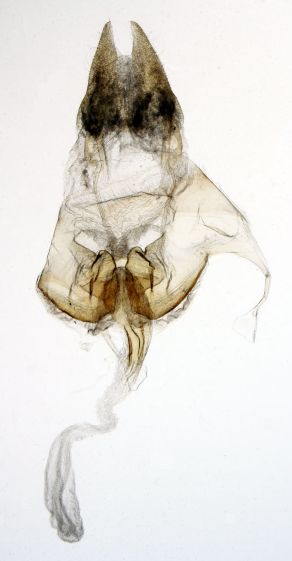 /filer/webapps/moths/media/images/P/pennipuncta_Sesamia_GFHT_MNHN_MP31.jpg