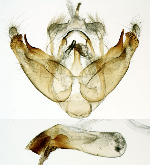 /filer/webapps/moths/media/images/P/pennipuncta_Sesamia_GMPT_MNHN_MP32.jpg