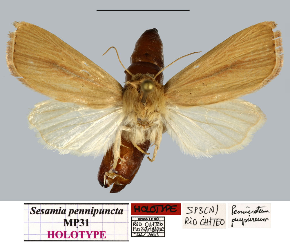 /filer/webapps/moths/media/images/P/pennipuncta_Sesamia_HT_MNHNa.jpg