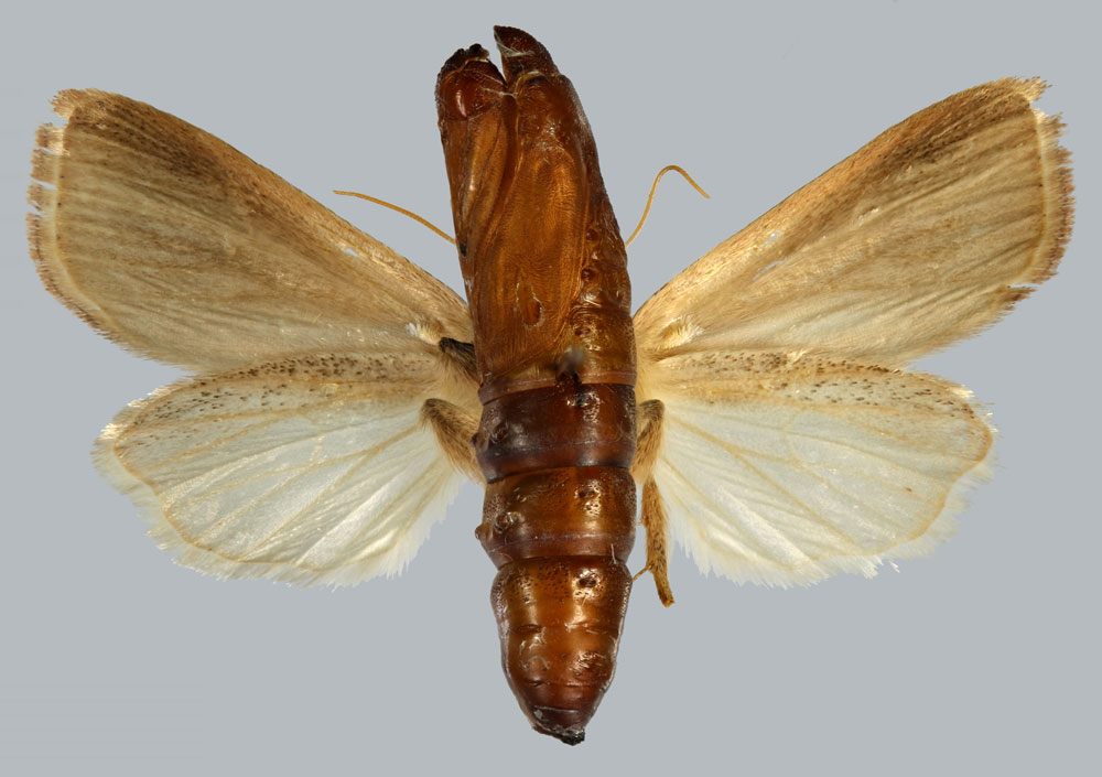 /filer/webapps/moths/media/images/P/pennipuncta_Sesamia_HT_MNHNb.jpg