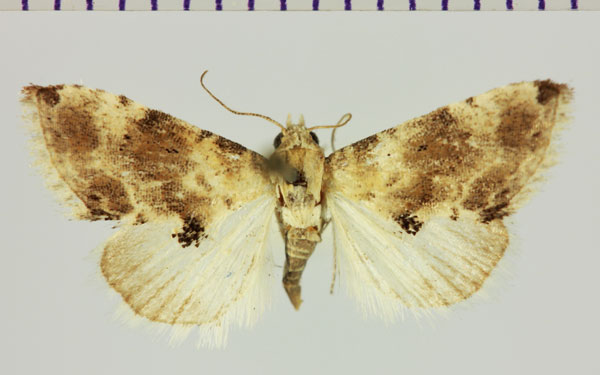/filer/webapps/moths/media/images/P/pennula_Eublemma_AM_MNHN.jpg