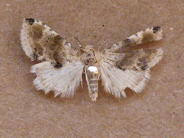 /filer/webapps/moths/media/images/P/pennula_Eublemma_A_Butler.jpg