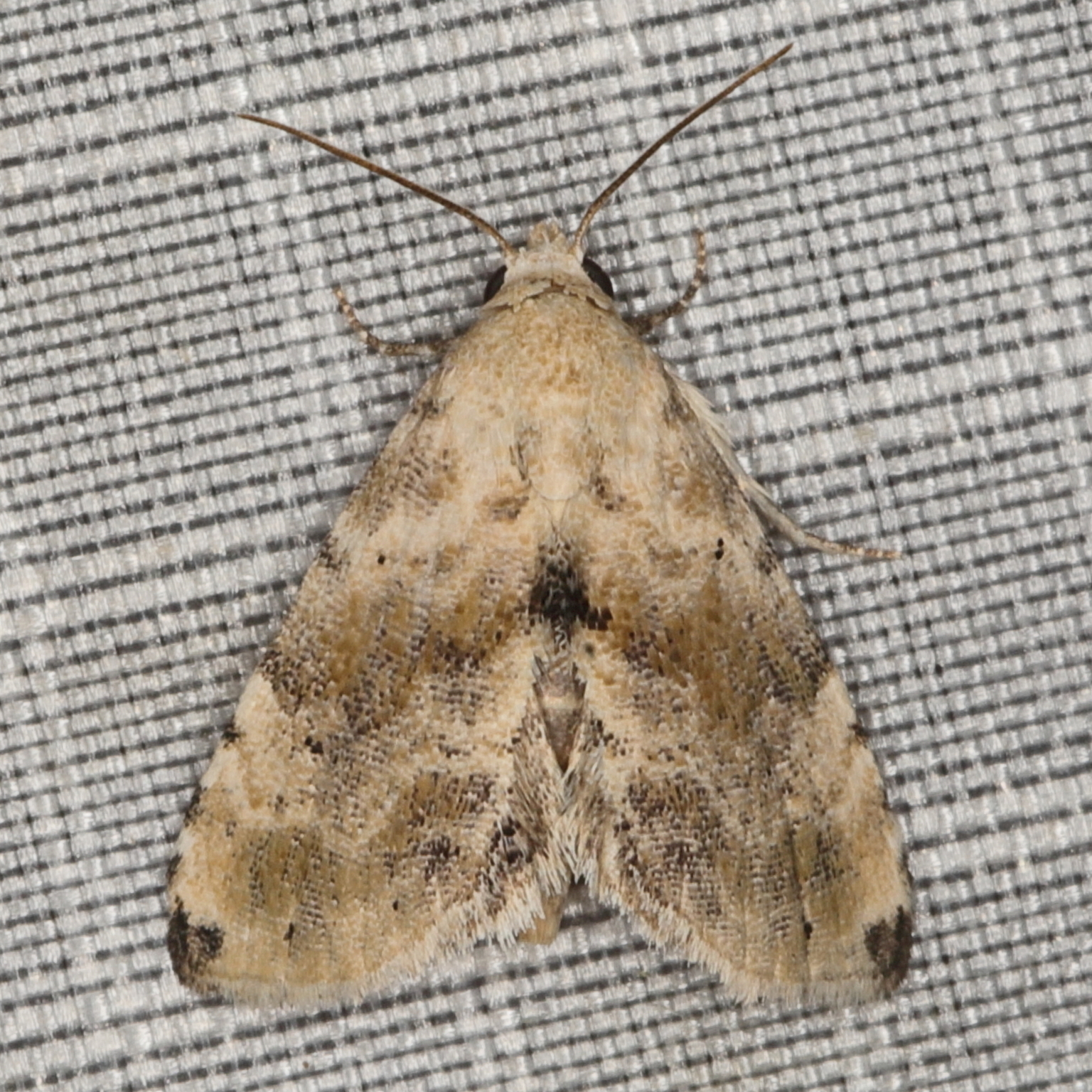 /filer/webapps/moths/media/images/P/pennula_Eublemma_A_Heyns_01.JPG