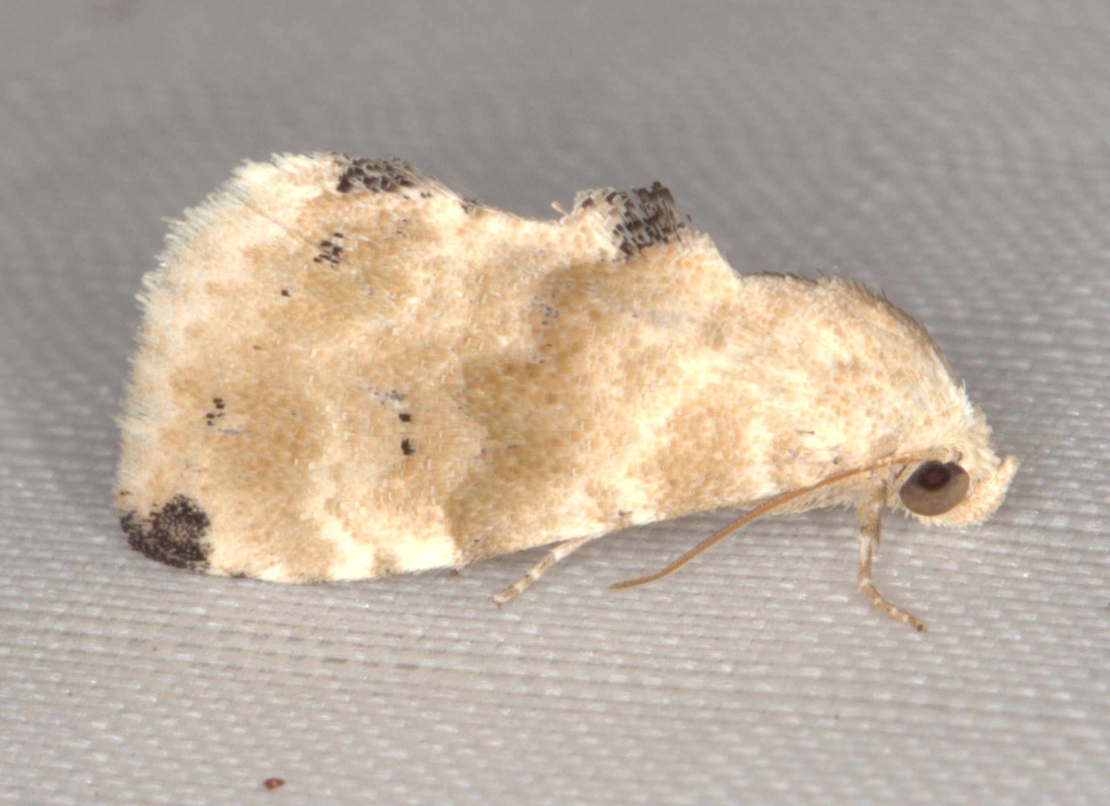 /filer/webapps/moths/media/images/P/pennula_Eublemma_A_Heyns_02.jpg