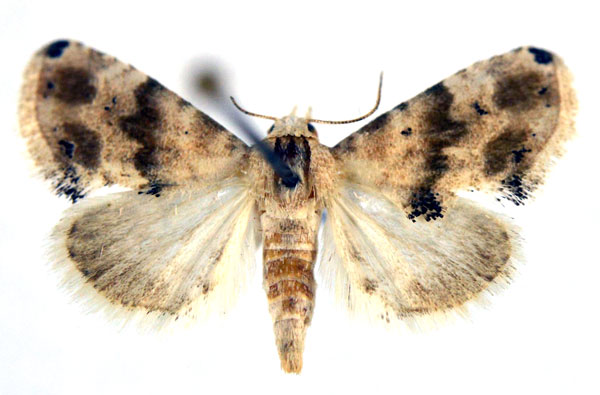 /filer/webapps/moths/media/images/P/pennula_Eublemma_A_NHMO.jpg