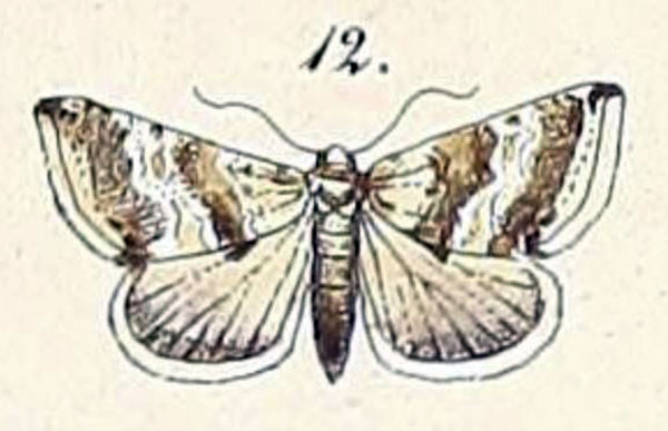 /filer/webapps/moths/media/images/P/pennula_Thalpochares_HT_Felder_1875_108-12.jpg