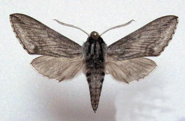 /filer/webapps/moths/media/images/P/penricei_Hoplistopus_AM_Basquin.jpg