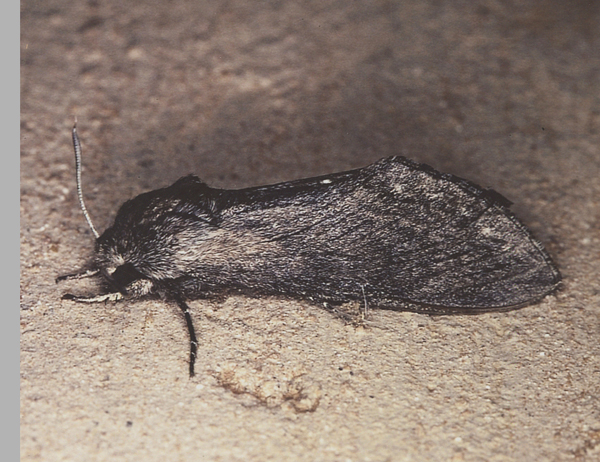/filer/webapps/moths/media/images/P/penricei_Hoplistopus_A_Roland_01.jpg