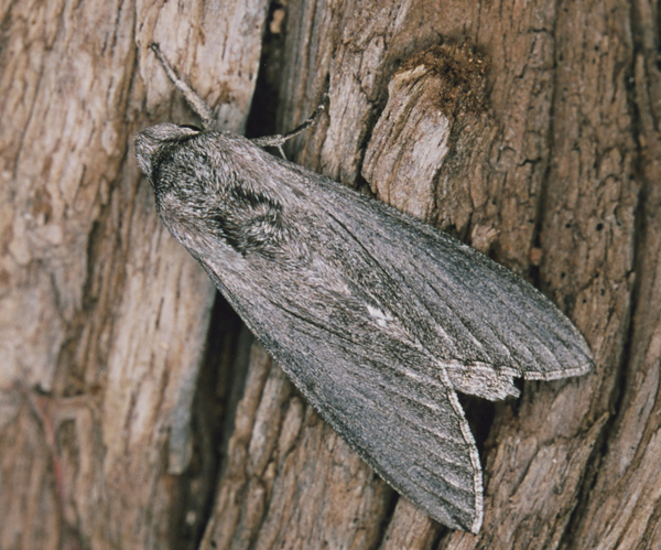 /filer/webapps/moths/media/images/P/penricei_Hoplistopus_A_Roland_01_zRcJ0S4.jpg