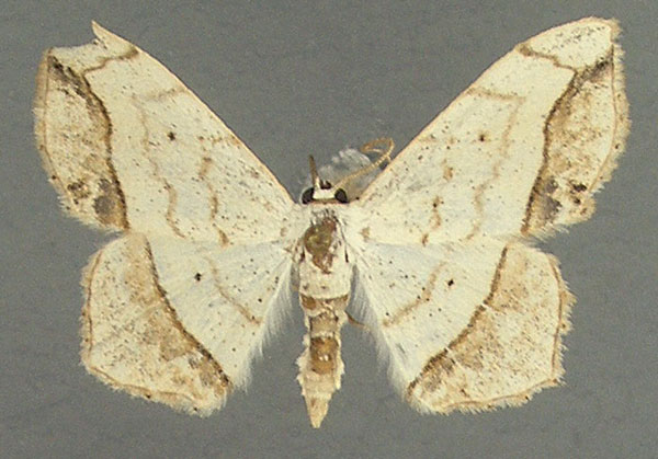 /filer/webapps/moths/media/images/P/penricei_Scopula_AM_TMSA.jpg