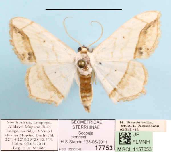 /filer/webapps/moths/media/images/P/penricei_Scopula_A_MGCLa_01.JPG