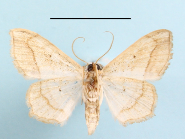 /filer/webapps/moths/media/images/P/penricei_Scopula_A_MGCLb_01.JPG