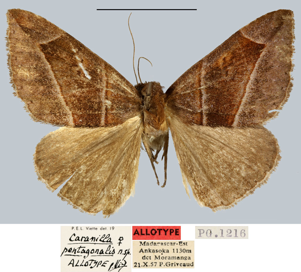 /filer/webapps/moths/media/images/P/pentagonalis_Caranilla_AT_MNHN.jpg