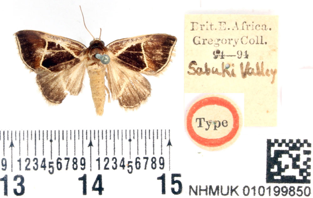 /filer/webapps/moths/media/images/P/pentagonalis_Colbusa_HT_BMNH.jpg