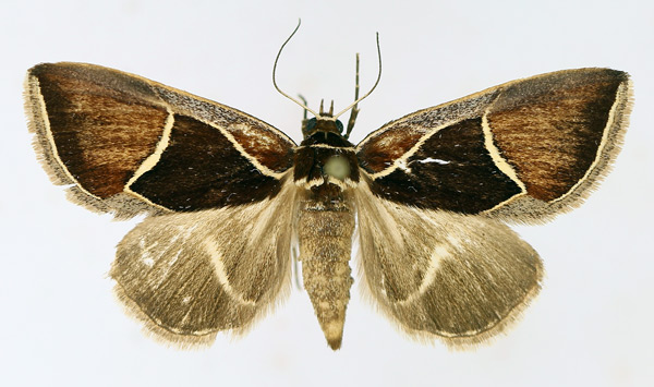 /filer/webapps/moths/media/images/P/pentagonalis_Parafodina_AF_TMSA_02.jpg